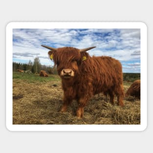 Scottish Highland Cattle Calf 1997 Sticker